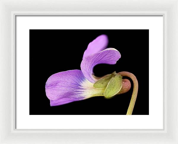 Viola / Art Photo - Framed Print