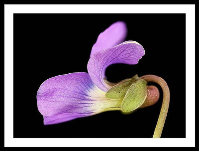 Viola / Art Photo - Framed Print