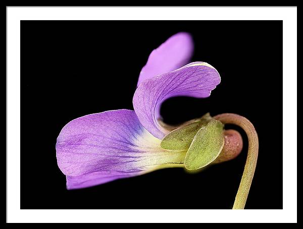 Viola / Art Photo - Framed Print