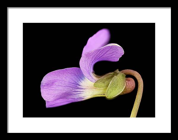 Viola / Art Photo - Framed Print