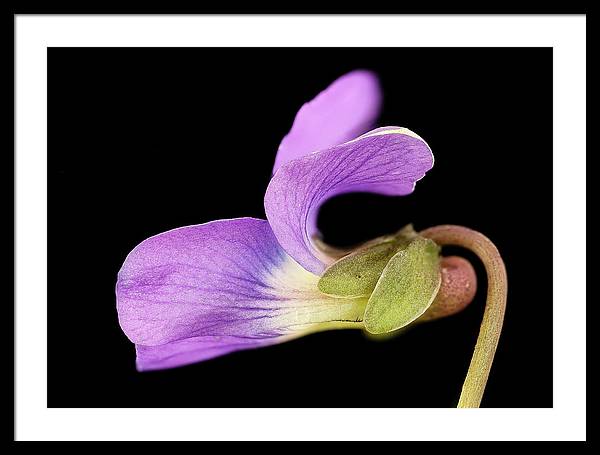 Viola / Art Photo - Framed Print