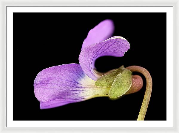 Viola / Art Photo - Framed Print