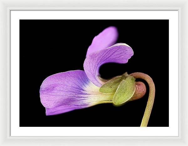 Viola / Art Photo - Framed Print