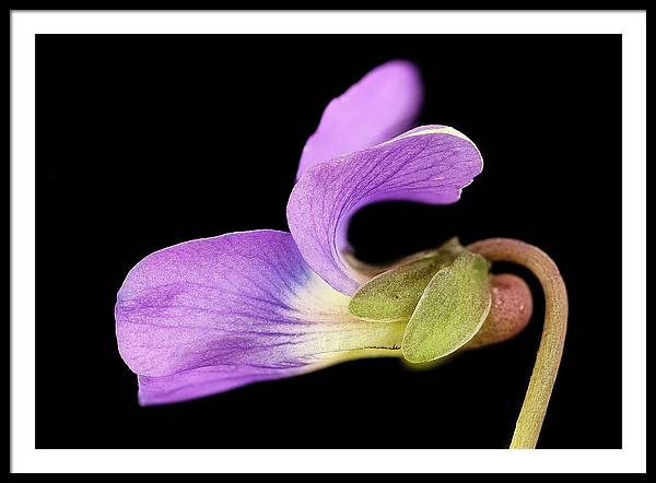 Viola / Art Photo - Framed Print