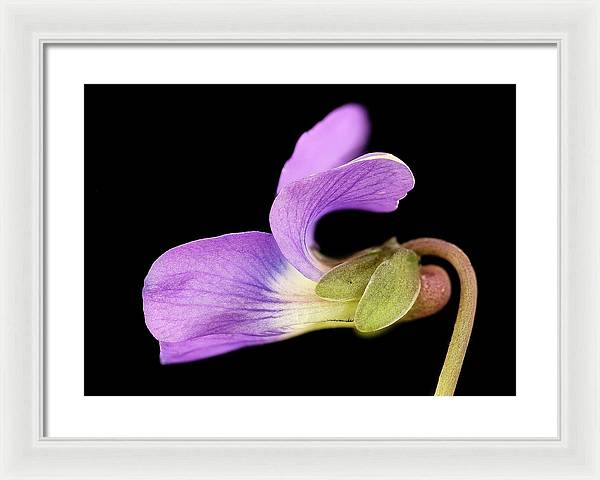 Viola / Art Photo - Framed Print