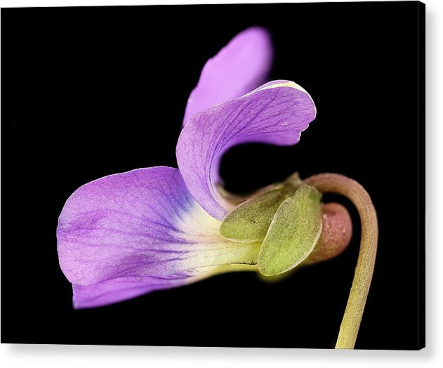 Viola / Art Photo - Acrylic Print