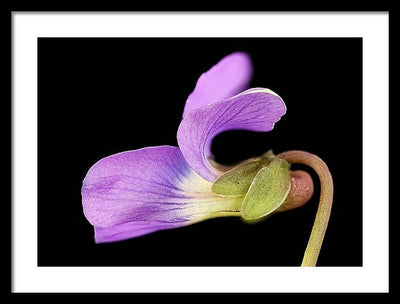 Viola / Art Photo - Framed Print