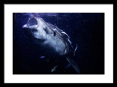 Whale Shark / Photo - Framed Print