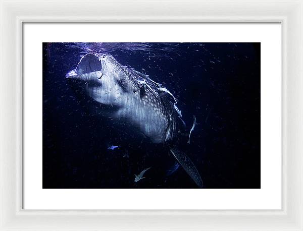 Whale Shark / Photo - Framed Print