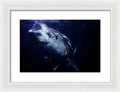 Whale Shark / Photo - Framed Print