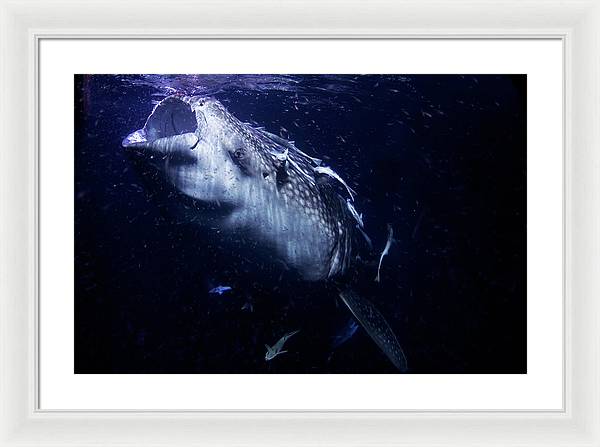 Whale Shark / Photo - Framed Print