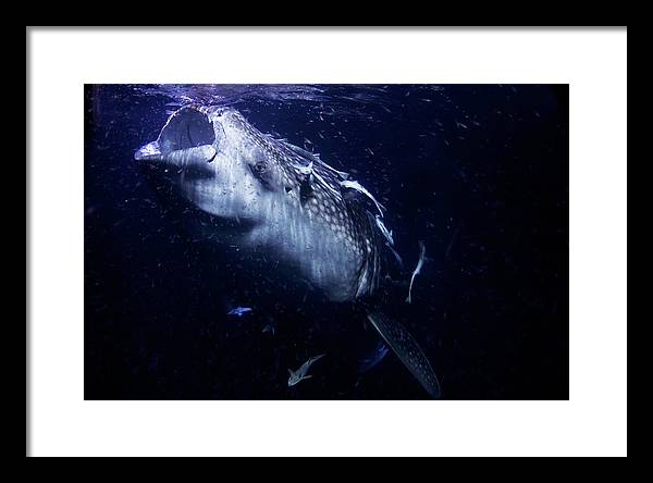 Whale Shark / Photo - Framed Print