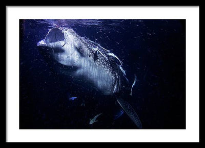 Whale Shark / Photo - Framed Print