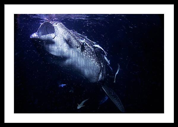 Whale Shark / Photo - Framed Print