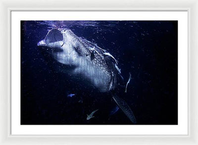 Whale Shark / Photo - Framed Print