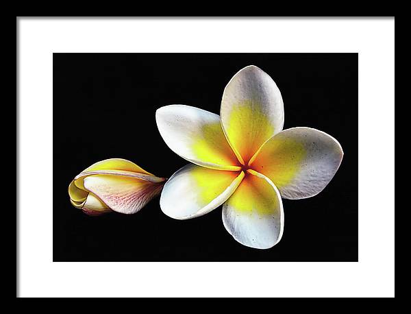 White Plumeria from Kannur - Kerala / Art Photo - Framed Print