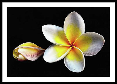 White Plumeria from Kannur - Kerala / Art Photo - Framed Print