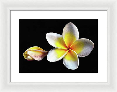 White Plumeria from Kannur - Kerala / Art Photo - Framed Print