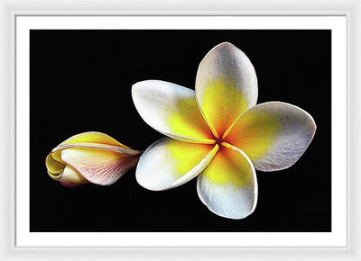 White Plumeria from Kannur - Kerala / Art Photo - Framed Print