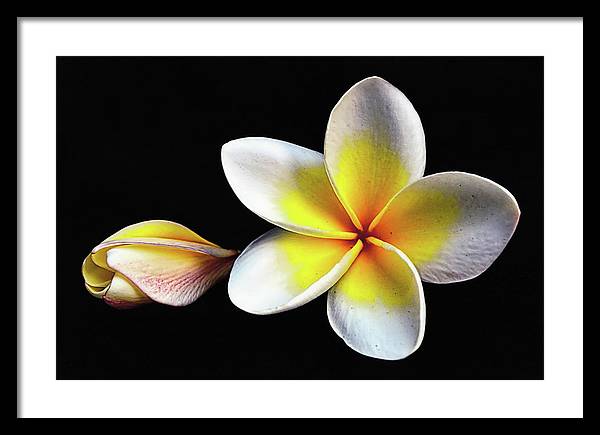 White Plumeria from Kannur - Kerala / Art Photo - Framed Print