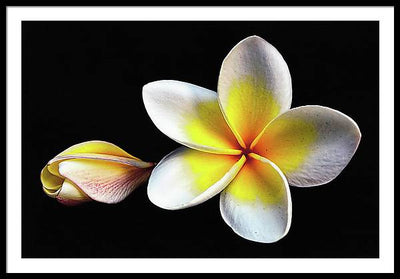 White Plumeria from Kannur - Kerala / Art Photo - Framed Print