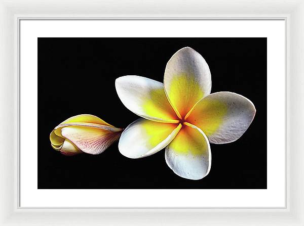 White Plumeria from Kannur - Kerala / Art Photo - Framed Print