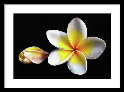 White Plumeria from Kannur - Kerala / Art Photo - Framed Print