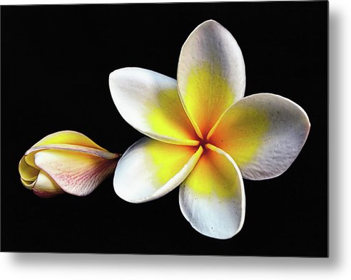 White Plumeria from Kannur - Kerala / Art Photo - Metal Print