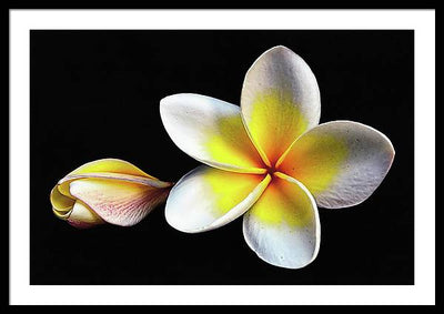 White Plumeria from Kannur - Kerala / Art Photo - Framed Print