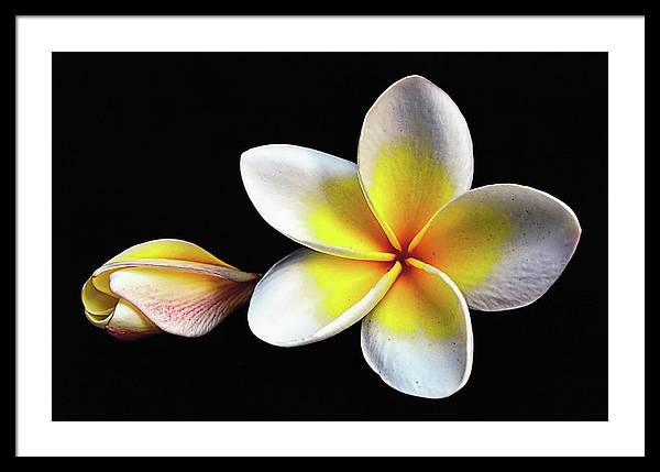 White Plumeria from Kannur - Kerala / Art Photo - Framed Print