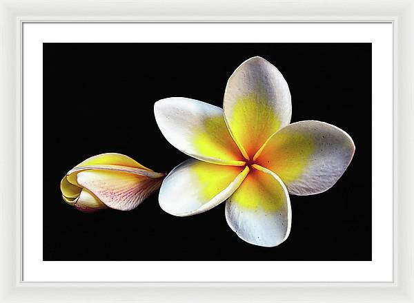 White Plumeria from Kannur - Kerala / Art Photo - Framed Print