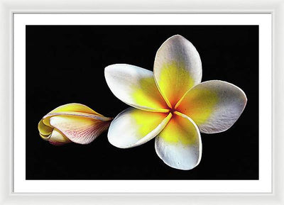 White Plumeria from Kannur - Kerala / Art Photo - Framed Print