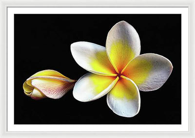 White Plumeria from Kannur - Kerala / Art Photo - Framed Print