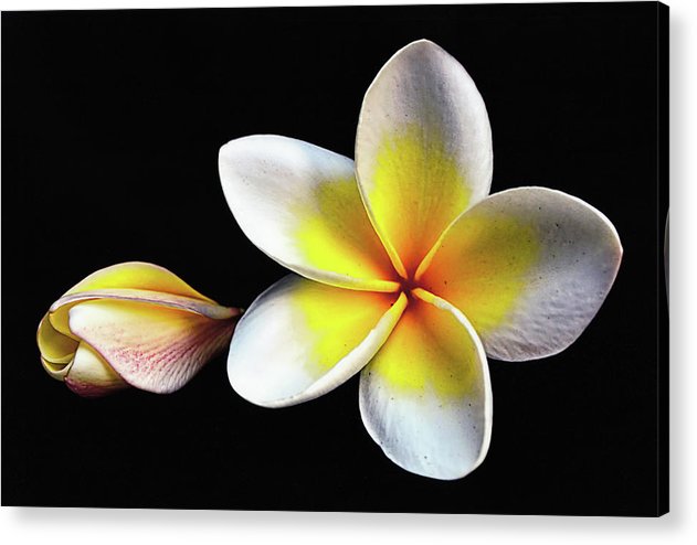 White Plumeria from Kannur - Kerala / Art Photo - Acrylic Print