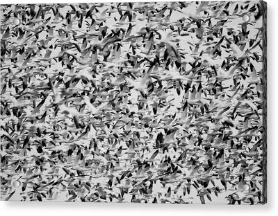 Wild Gooses / Art Photo - Acrylic Print