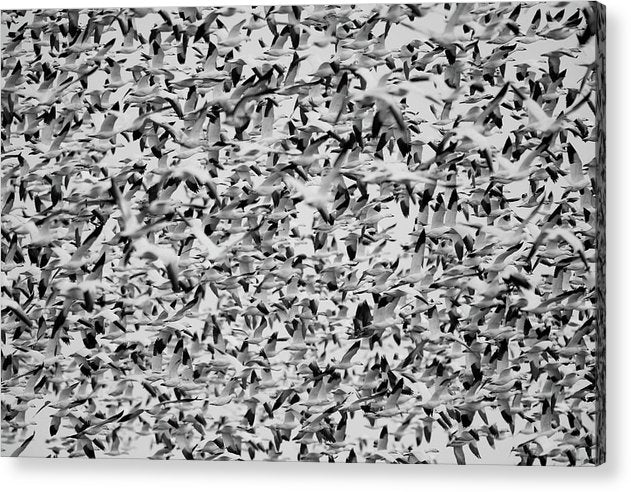 Wild Gooses / Art Photo - Acrylic Print