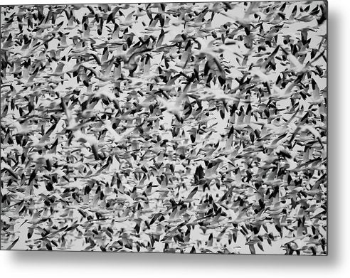 Wild Gooses / Art Photo - Metal Print