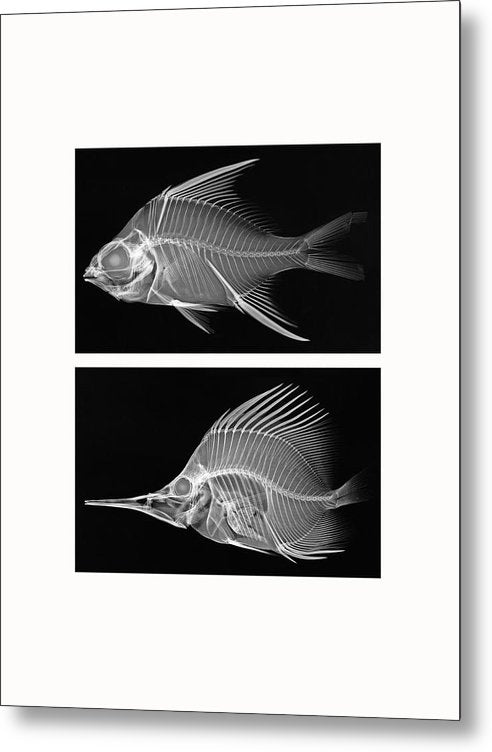 X-ray, Fishes - diptych / Art Photo - Metal Print