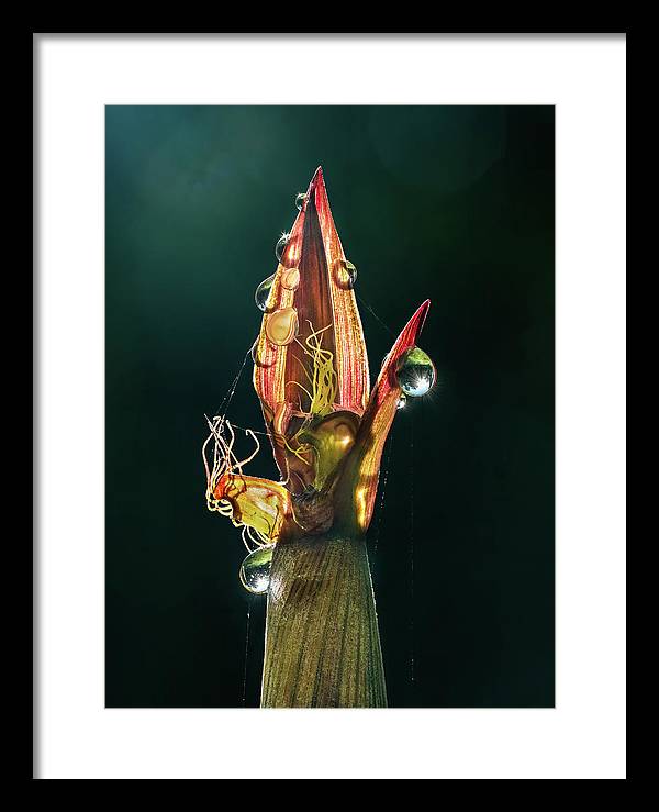 Young Bamboo Shoot / Art Photo - Framed Print