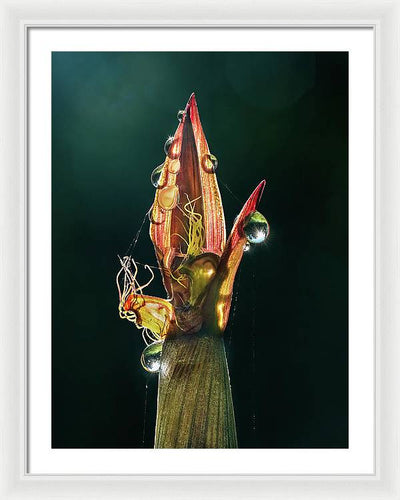 Young Bamboo Shoot / Art Photo - Framed Print