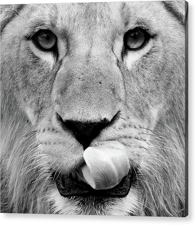 Young Lion, Black and White / Art Photo - Acrylic Print