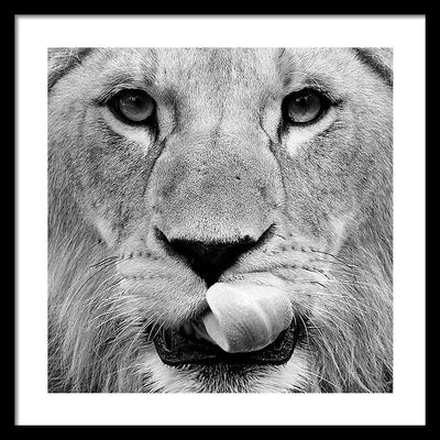 Young Lion, Black and White / Art Photo - Framed Print
