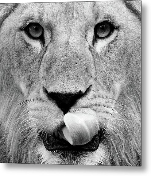 Young Lion, Black and White / Art Photo - Metal Print
