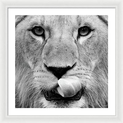 Young Lion, Black and White / Art Photo - Framed Print