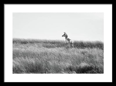 Young Pronghorn, Black and White / Art Photo - Framed Print