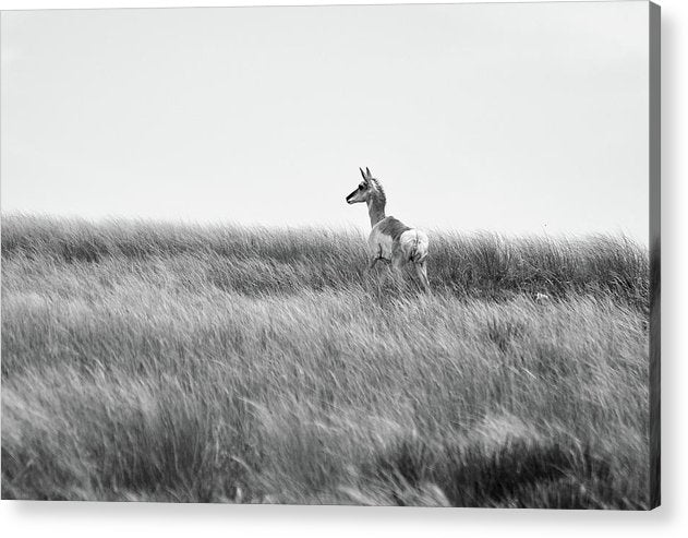 Young Pronghorn, Black and White / Art Photo - Acrylic Print