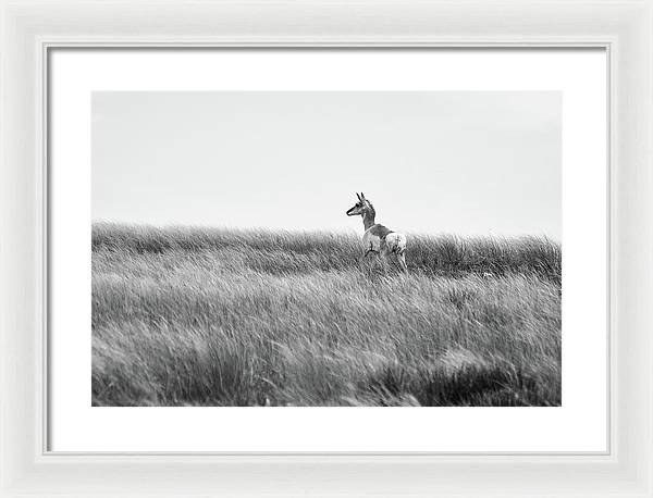 Young Pronghorn, Black and White / Art Photo - Framed Print