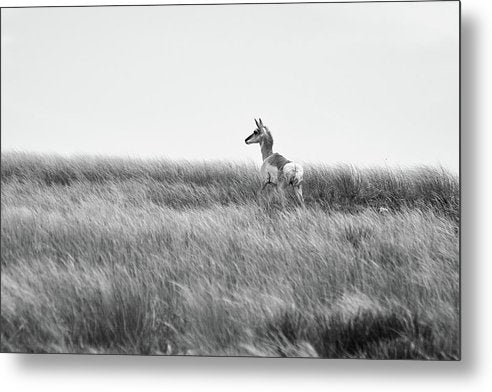 Young Pronghorn, Black and White / Art Photo - Metal Print