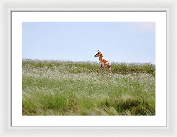 Young Pronghorn / Art Photo - Framed Print