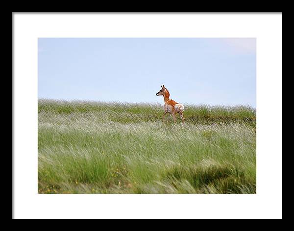 Young Pronghorn / Art Photo - Framed Print